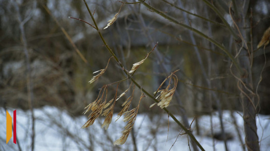 В Воробьевском районе объявили конкурс фотографий природы