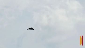 В ночь на 1 ноября над Воронежской областью сбили 12 беспилотников