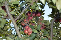 Площадь органических яблоневых садов в Воронежской области достигла 336 га