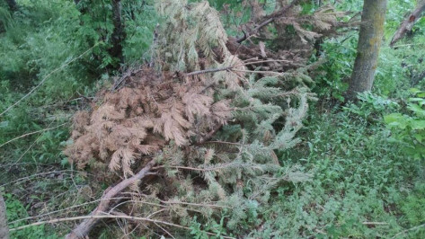 Житель Воронежской области задушил собутыльника, а потом спрятал его тело в лесу