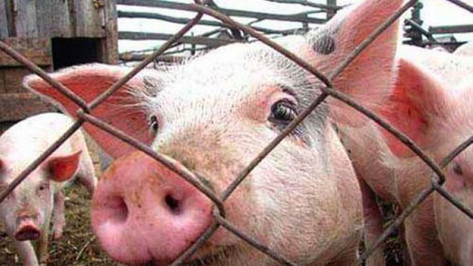 В Павловском районе опасаются африканской чумы свиней