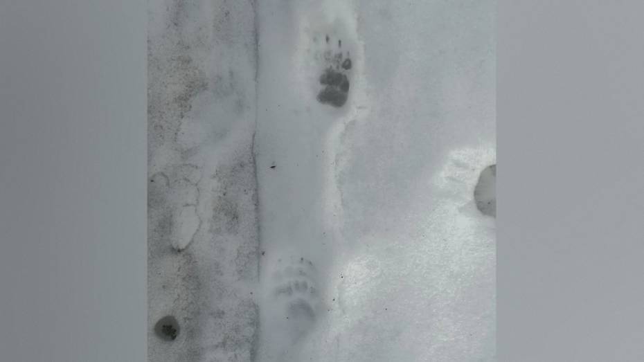 В Хоперском заповеднике Воронежской области после зимней спячки проснулся барсук