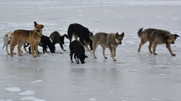 Стало известно, в каких районах Воронежа чаще всего жалуются на бродячих собак