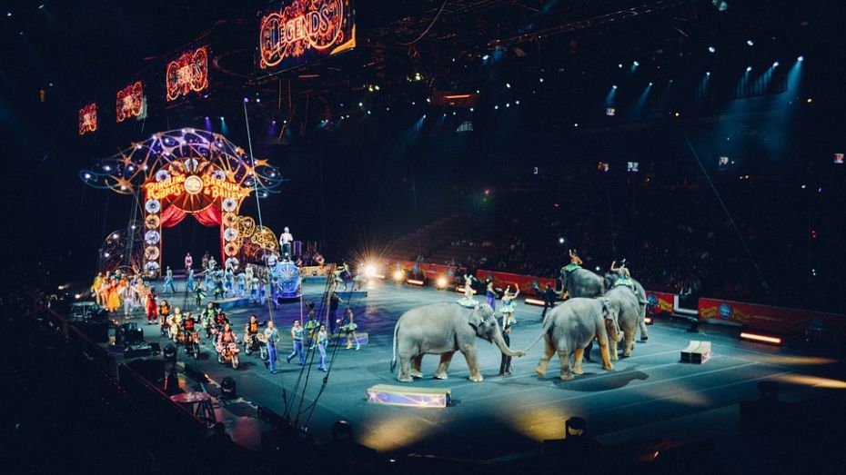 В Воронеже впервые пройдет фестиваль циркового искусства