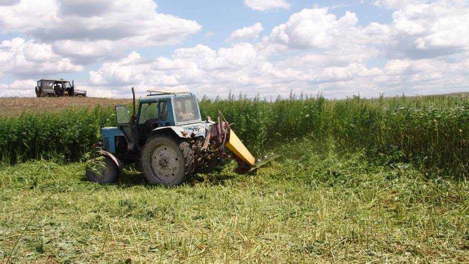 Пять гектаров конопли росло на поле, принадлежащем сахарному заводу под Новохоперском