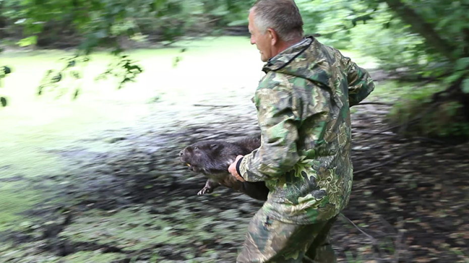 В Воронежском заповеднике выпустили в дикую природу четырех бобров