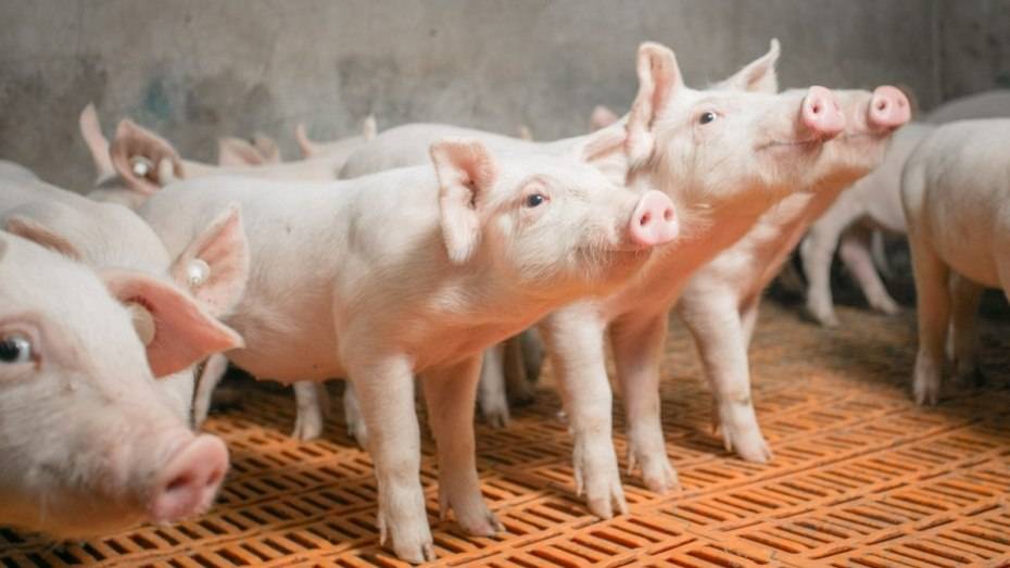 Животноводы удвоят производство свинины в Новохоперском районе к 2017 году 