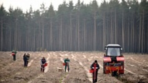 На озеленение Воронежа в 2015 году потратят 7,3 млн рублей 
