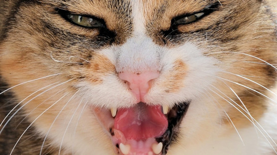 До середины лета в Воронеже могут ввести карантин по бешенству животных