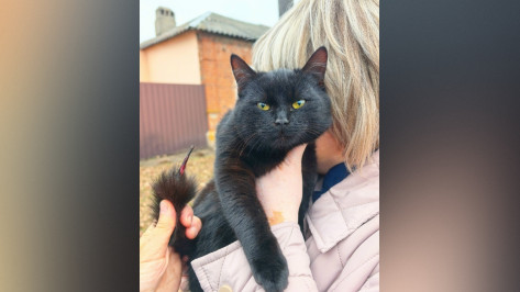 В Воронеже спасли неудачно повисшего на проводах котенка