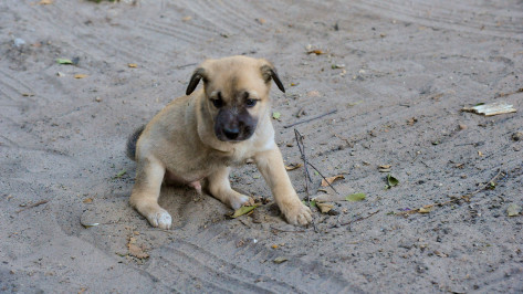 Воронежцы сообщили о массовом отравлении собак в Северном лесу