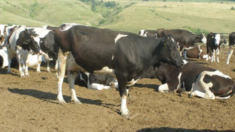 Нижнедевицкие животноводы увеличили надои молока 