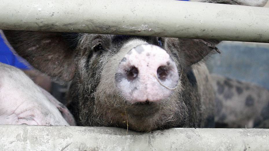 Воронежская область произвела 7% всей свинины в России