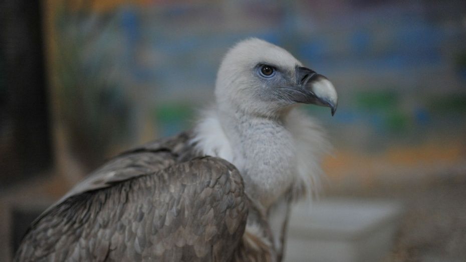 Новые птицы появятся в Воронежском зоопарке летом 2017 года