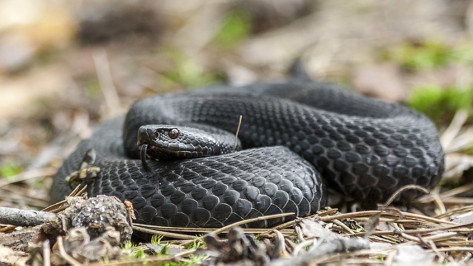 В Воронежской области после зимовки проснулись гадюки Никольского
