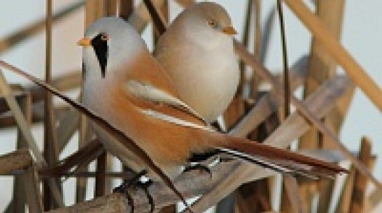 В Воронежском биосферном заповеднике поселились усатые синицы