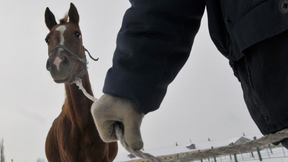 Сторож кантемировской фермы помешал злоумышленникам украсть лошадей
