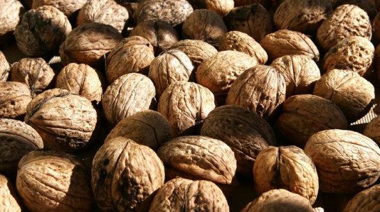 Раздавать воронежцам орехи будут активисты, бросавшие деньги с крыши в Липецке 