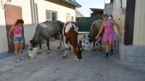 «Молочные» деньги. В селе в Воронежской области восстановили поголовье КРС