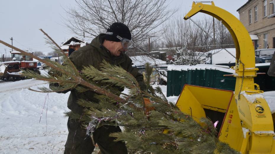 Экологическую акцию по утилизации елок впервые провели в Кантемировском районе