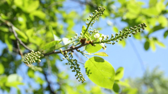В Воронеже потеплеет во вторник
