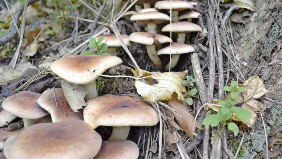В Грибановском районе отравились грибами 4 человека