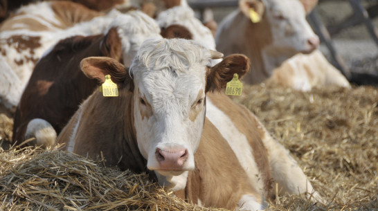 В Воронеже обсудили проблемы развития племенного животноводства в регионе