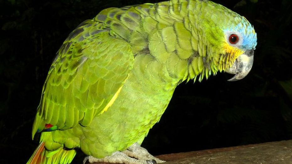  Коллеги из других городов подарили Воронежскому зоопарку 30 птиц