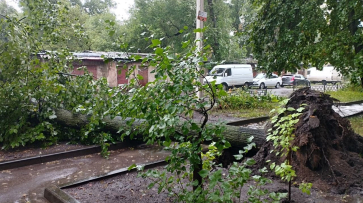Из-за сильного ветра в Воронеже упали более 50 деревьев