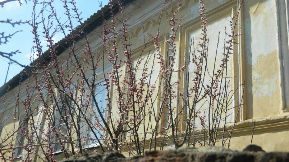 В Острогожске на месяц раньше массово зацвели абрикосы