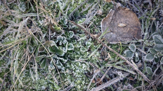 В Нижнедевицком районе ударили первые морозы