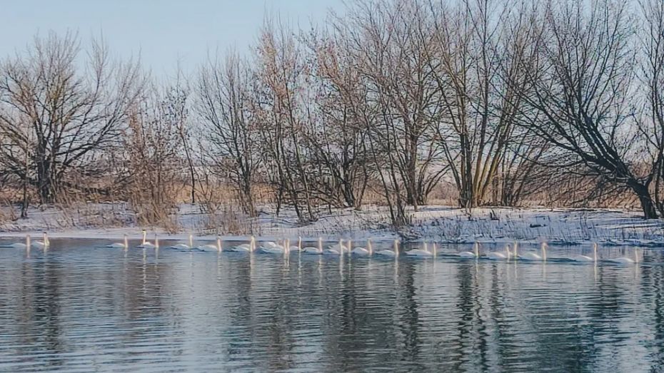 Россошанка сняла на видео стаю лебедей на реке Черная Калитва