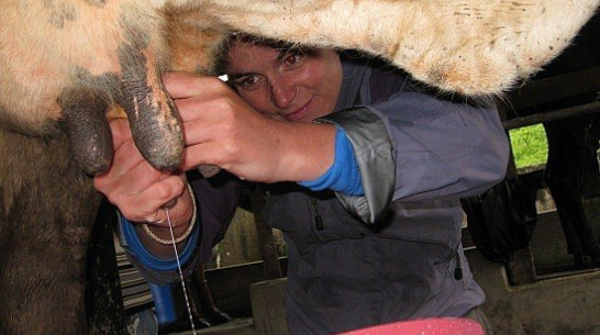 В Эртильском и Нижнедевицком районах молоко производили в антисанитарии