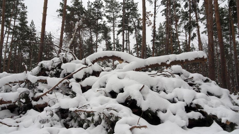 В Воронежской области в санитарных целях вырубят 53 га лесов