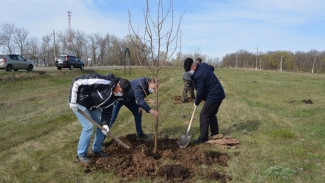 В Воробьевском районе высадили 10 тыс деревьев  в память о погибших в годы ВОВ