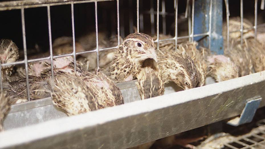 Россельхознадзор ограничил импорт птицеводческой продукции из Нидерландов