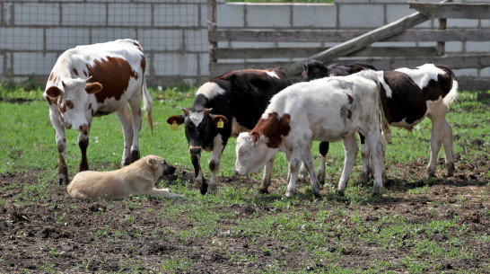 В Бобровском районе Воронежской области снимут карантин по лейкозу коров