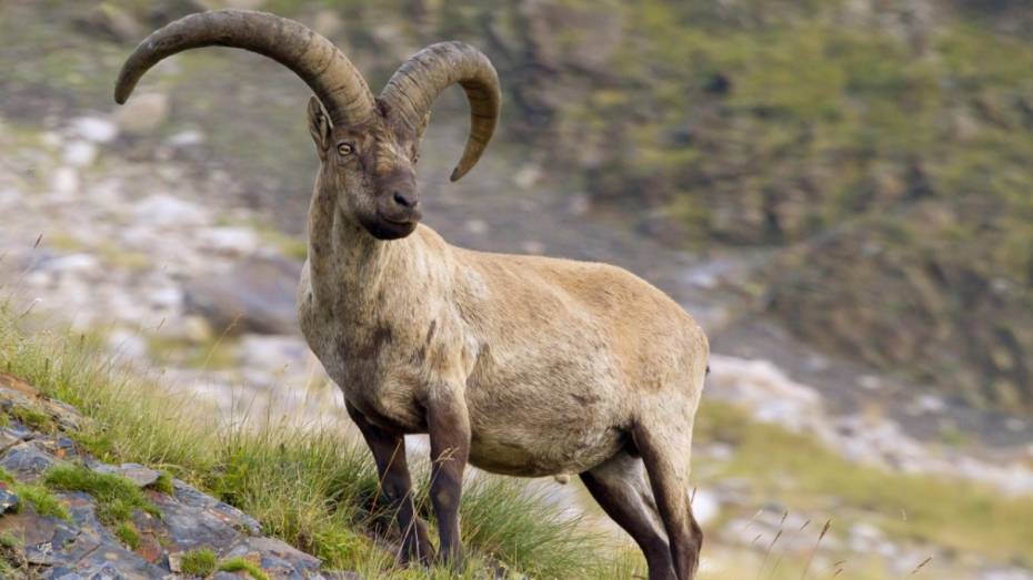 В Воронеже откроется выставка фотографий фестиваля природы «Первозданная Россия»