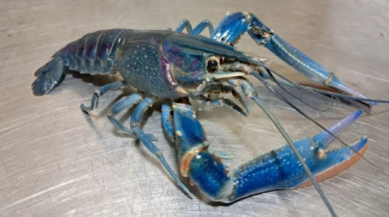 Акваферма по разведению синих раков под Воронежем подешевела до 100 млн рублей