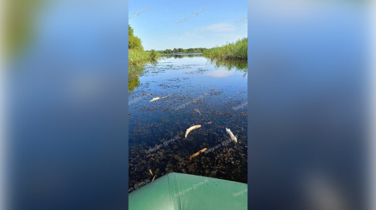 Воронежцы пожаловались на массовый мор рыбы в Аннинском районе
