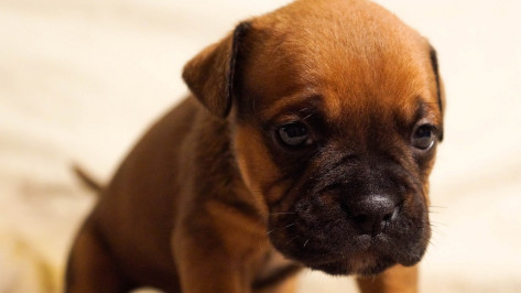 Жестокое обращение детей со щенком возмутило воронежцев