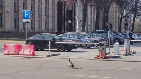 Воронежские зоозащитники начали поиски бегавшего по площади Ленина зайца