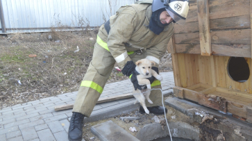 В Воробьевке сотрудники МЧС вытащили щенка из общественного туалета