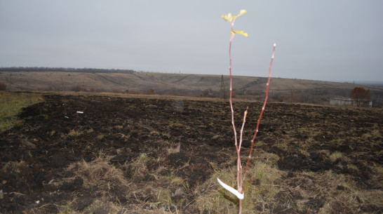  В нижнедевицком селе Вязноватовка на пустыре посадили 100 фруктовых деревьев