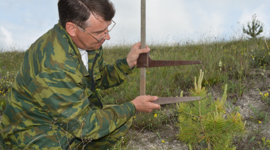 Нижнедевицкие  лесники  провели  плановый осмотр  плантации  меловой сосны 