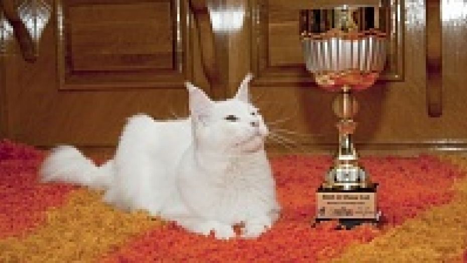 Лискинский мейн-кун вошел в топ лучших котов мира