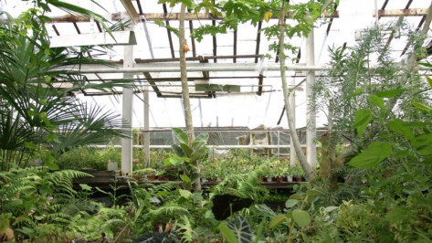Воронежский госуниверситет нашел подрядчика для съемки ролика о Ботаническом саде