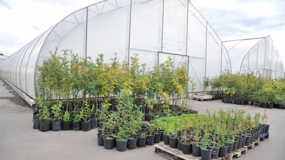 Воронежцы смогут купить саженцы и стройматериалы с 1 мая