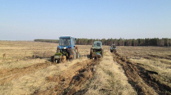 В Верхнемамонском районе активно засаживают горельники