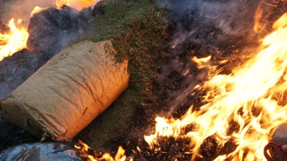 В Воронеже сожгли более 60 кг наркотиков